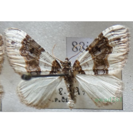 Cosmorhoe ocellata (Linnaeus, 1758) Paśnik dwuziernik Czech88j